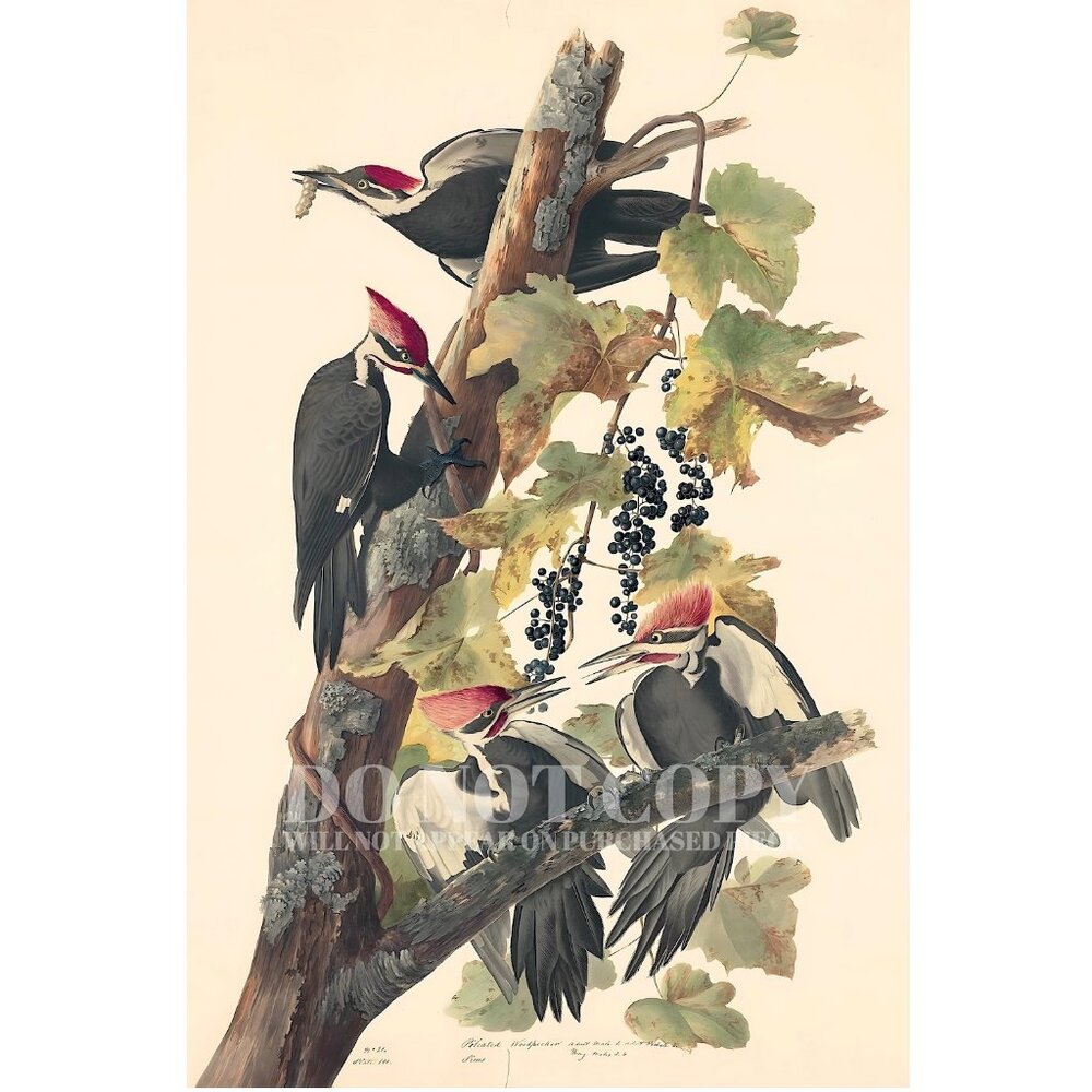 PILEATED WOODPECKER Poster | Audubon Print | 1829 American Heritage 12 X 18 Inch